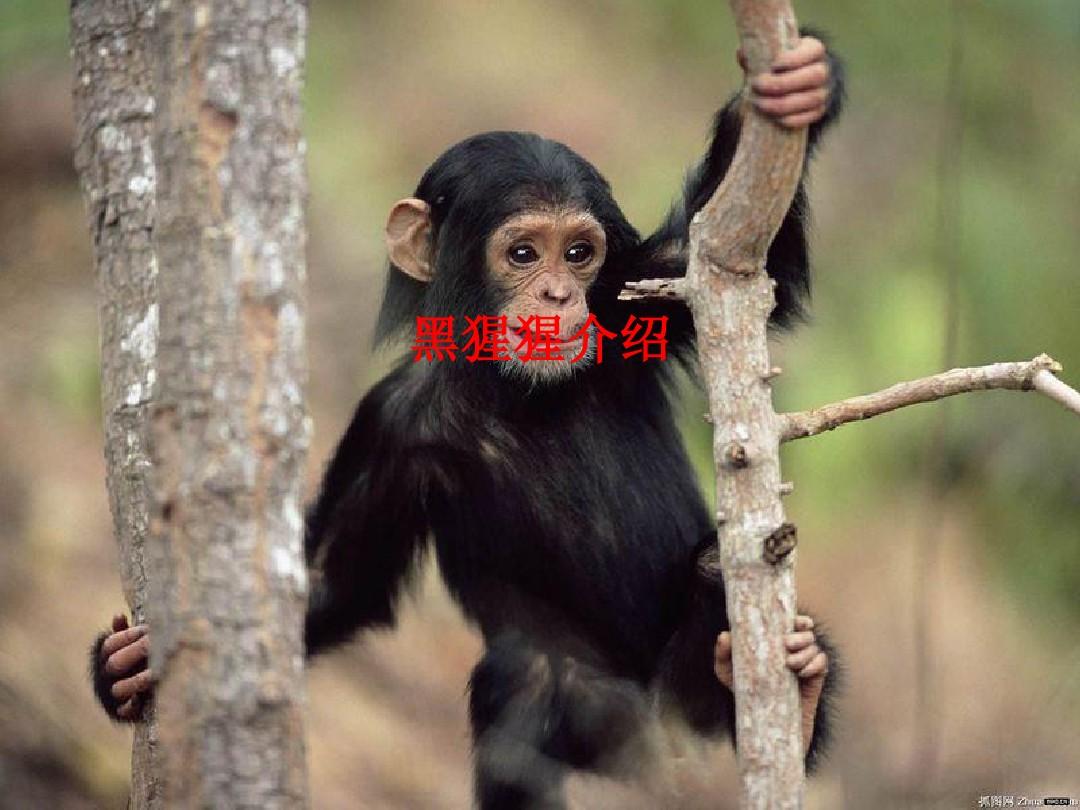 [课件]黑猩猩介绍PPT