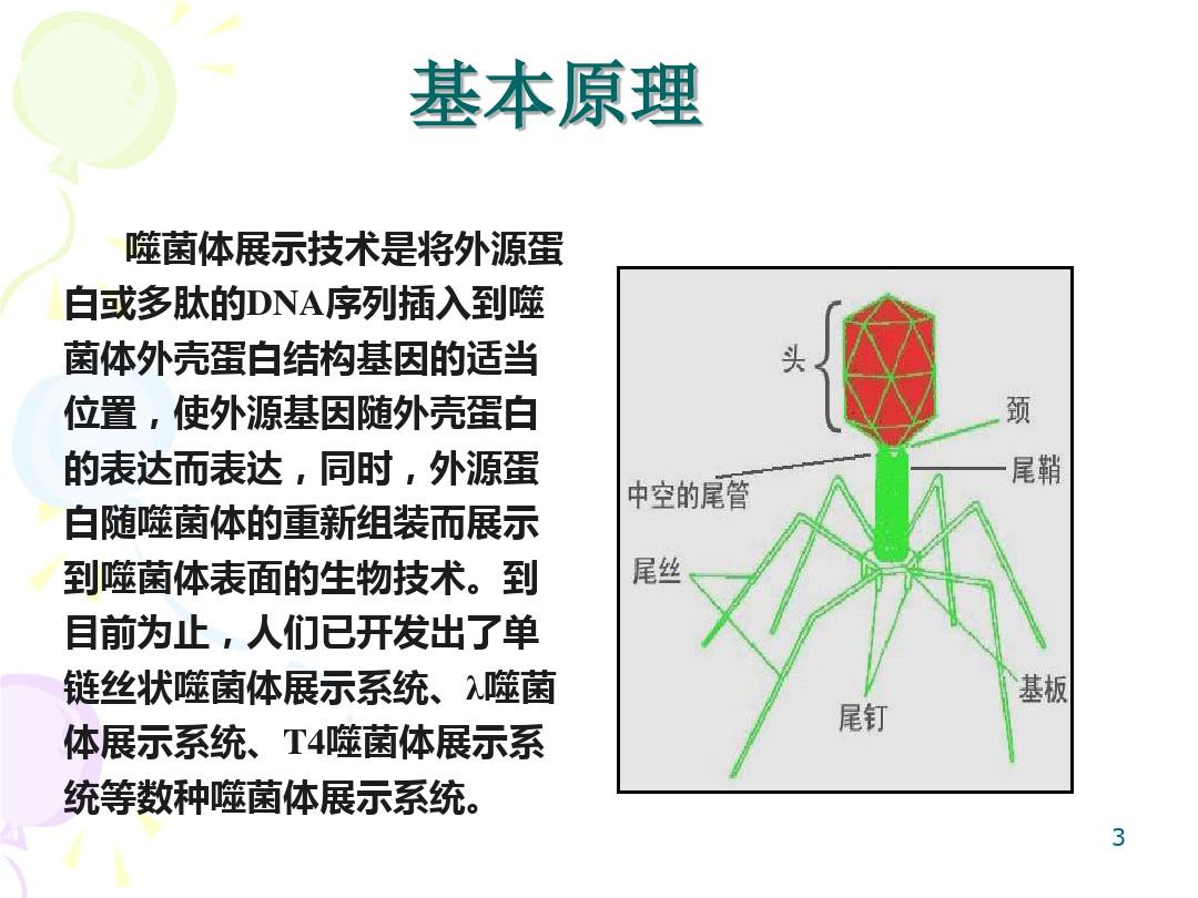 噬菌体展示技术的原理及其应用共35页