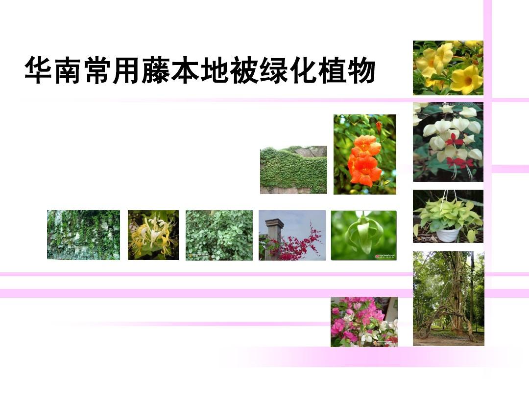 华南常用藤本地被绿化植物识别要点