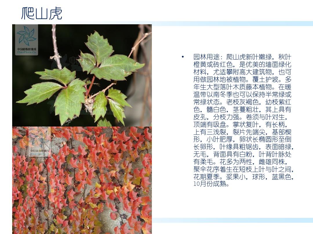 华南常用藤本地被绿化植物识别要点