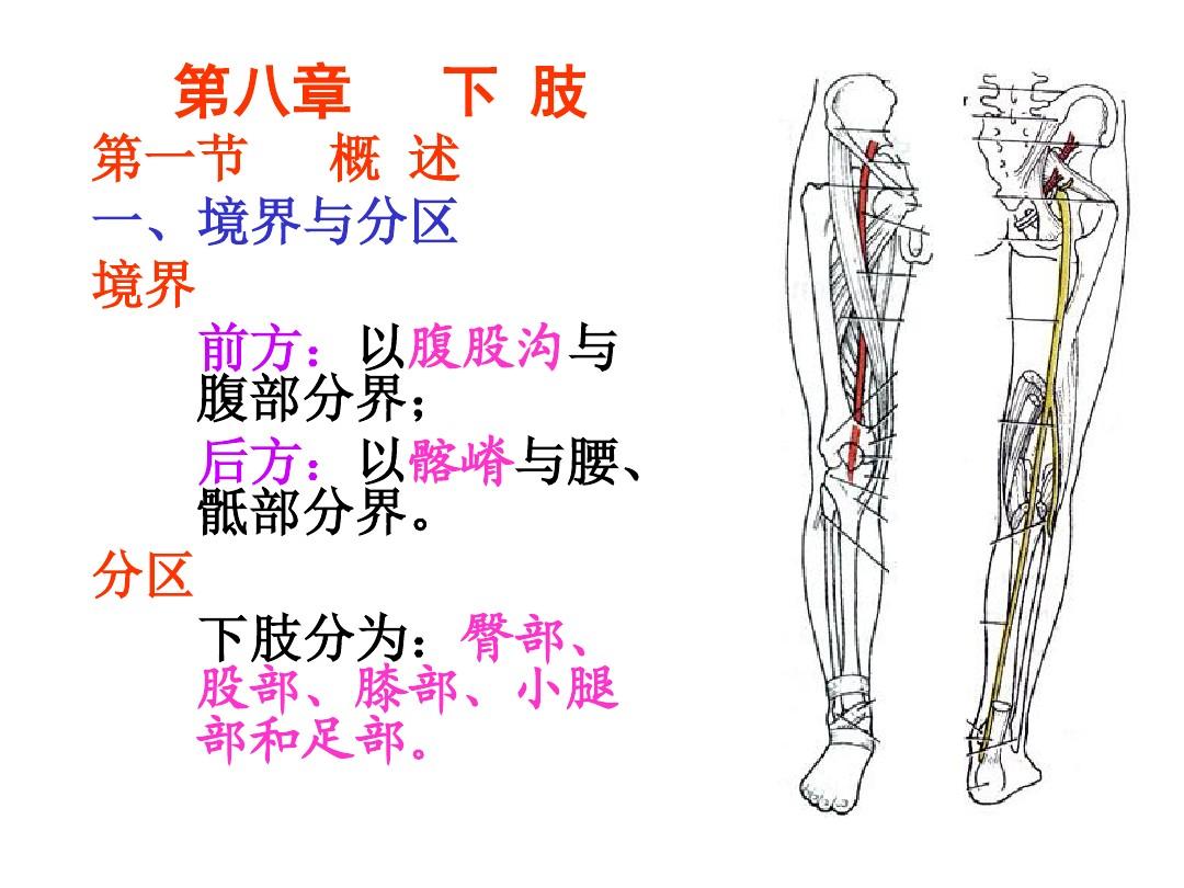 局部解剖学  (下肢)