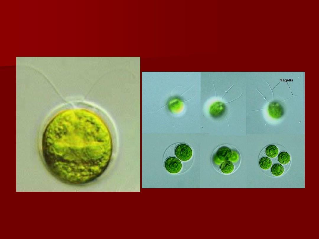 实验四、绿藻门常见种类及细胞形态结构观察.说课讲解