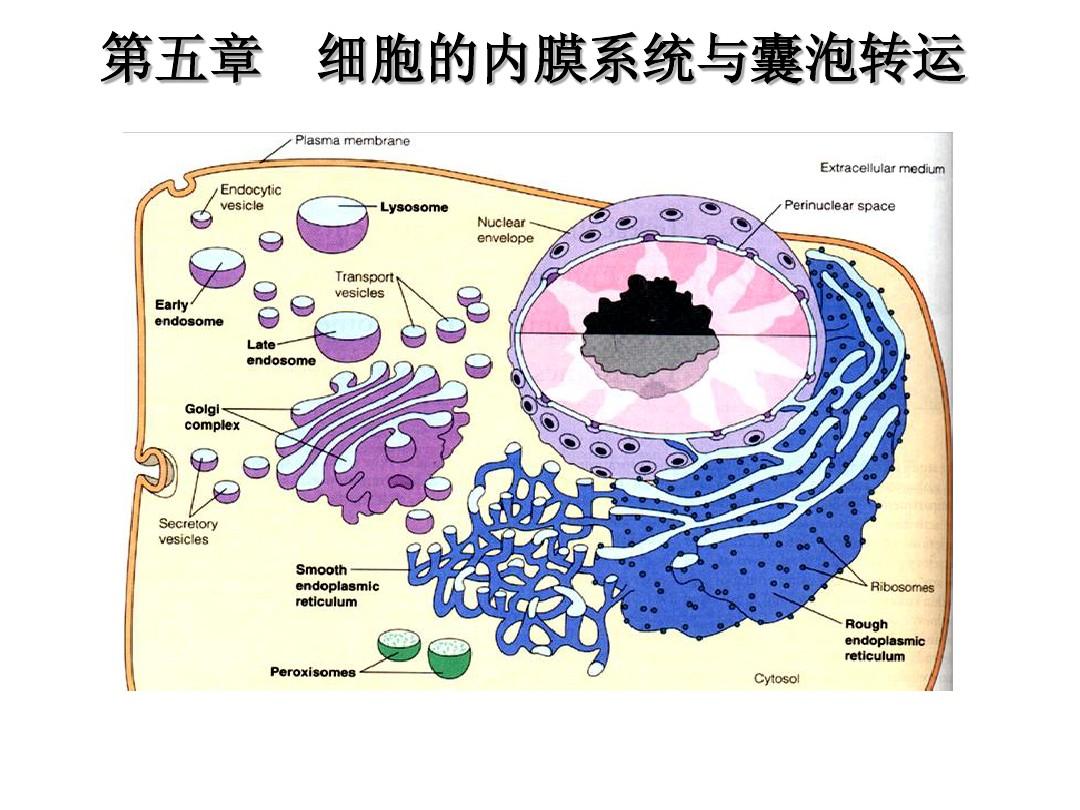 第五章：细胞的内膜系统与囊泡转运 (1)
