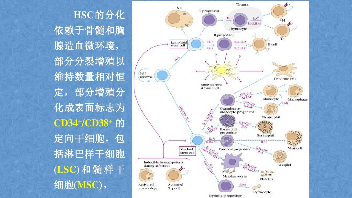 免疫细胞：造血干细胞(HSC) PPT课件