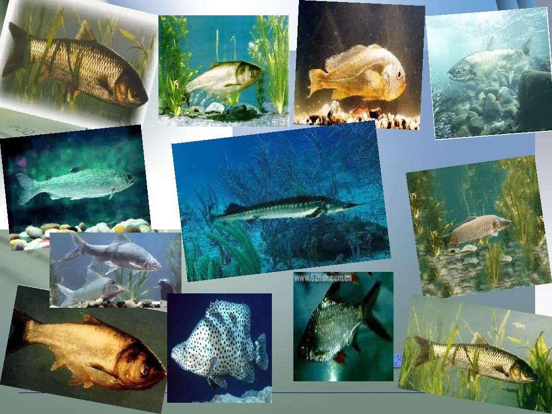 主要养殖性鱼类对环境条件的要求