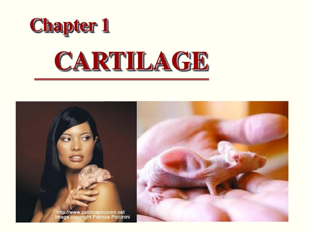 05 软骨和骨(Cartilage and bone)