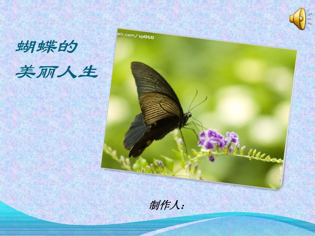 蝴蝶的介绍及其发育过程