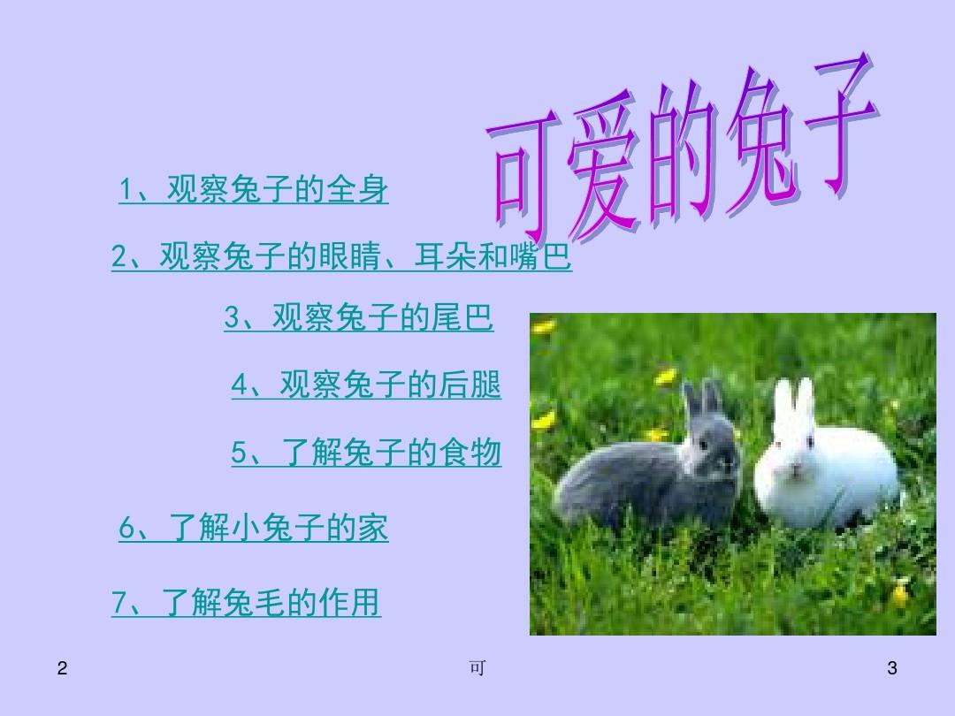 小班科学活动可爱的兔子(课堂PPT)