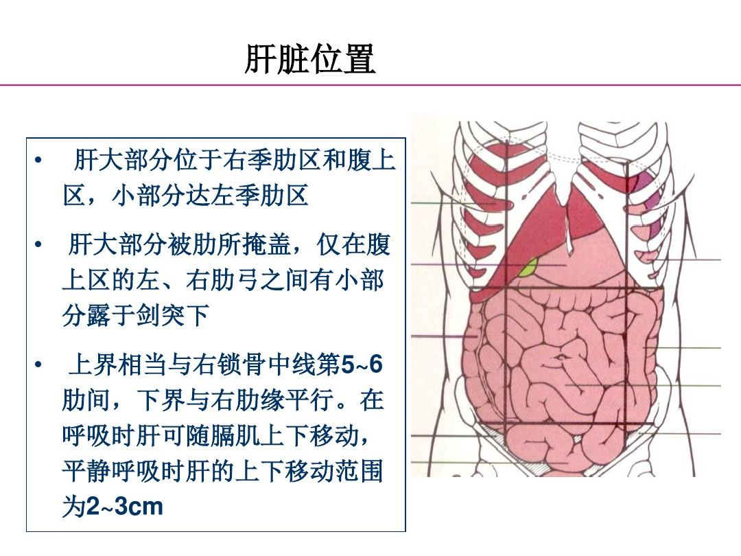正常肝脏解剖和组织结构2013.1.