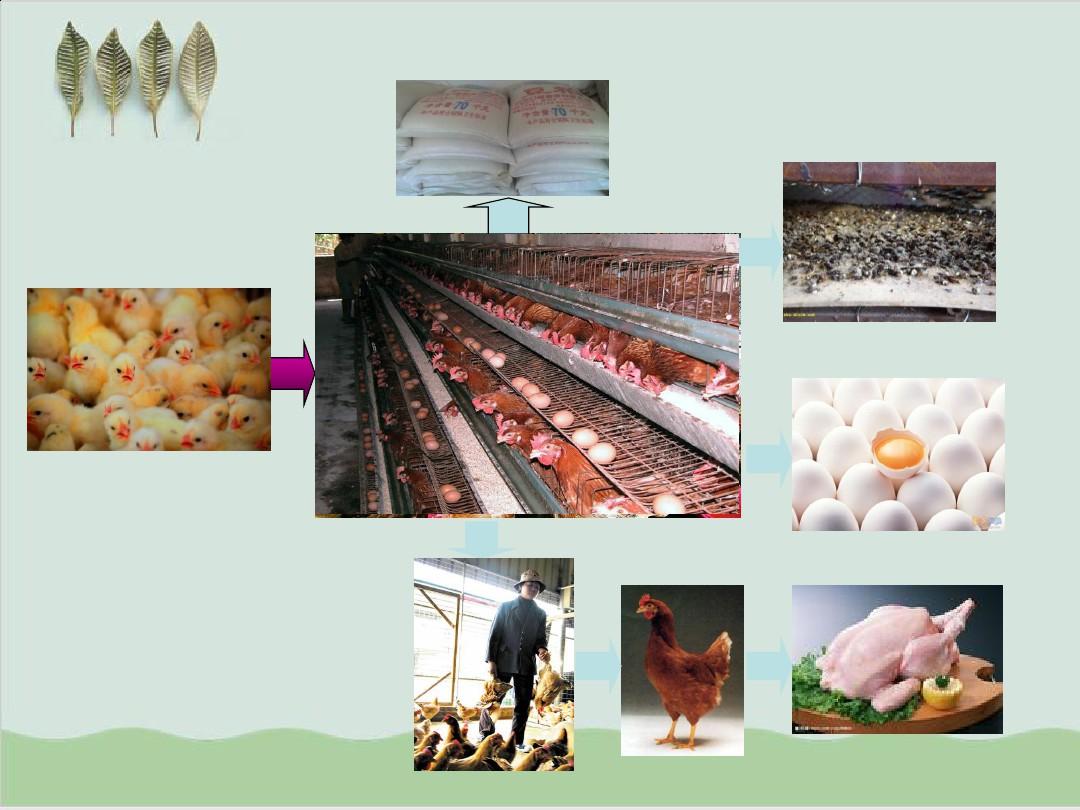 家禽养殖：养鸡的利润分析PPT课件( 26页)