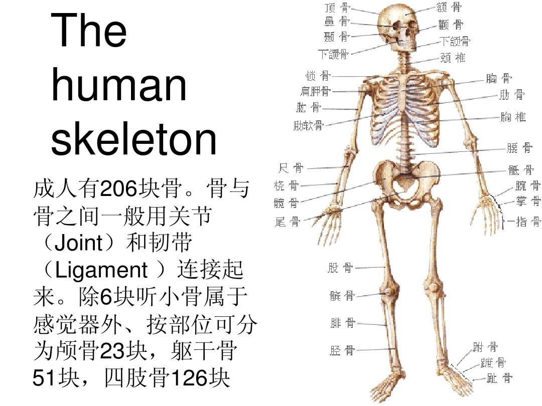 人体骨骼介绍