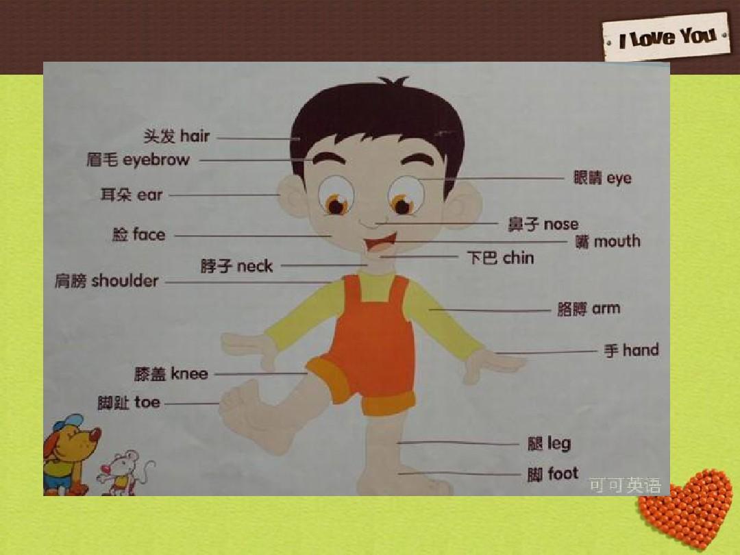 汉语教程第二册上第十四课-我的腿被自行车撞伤了