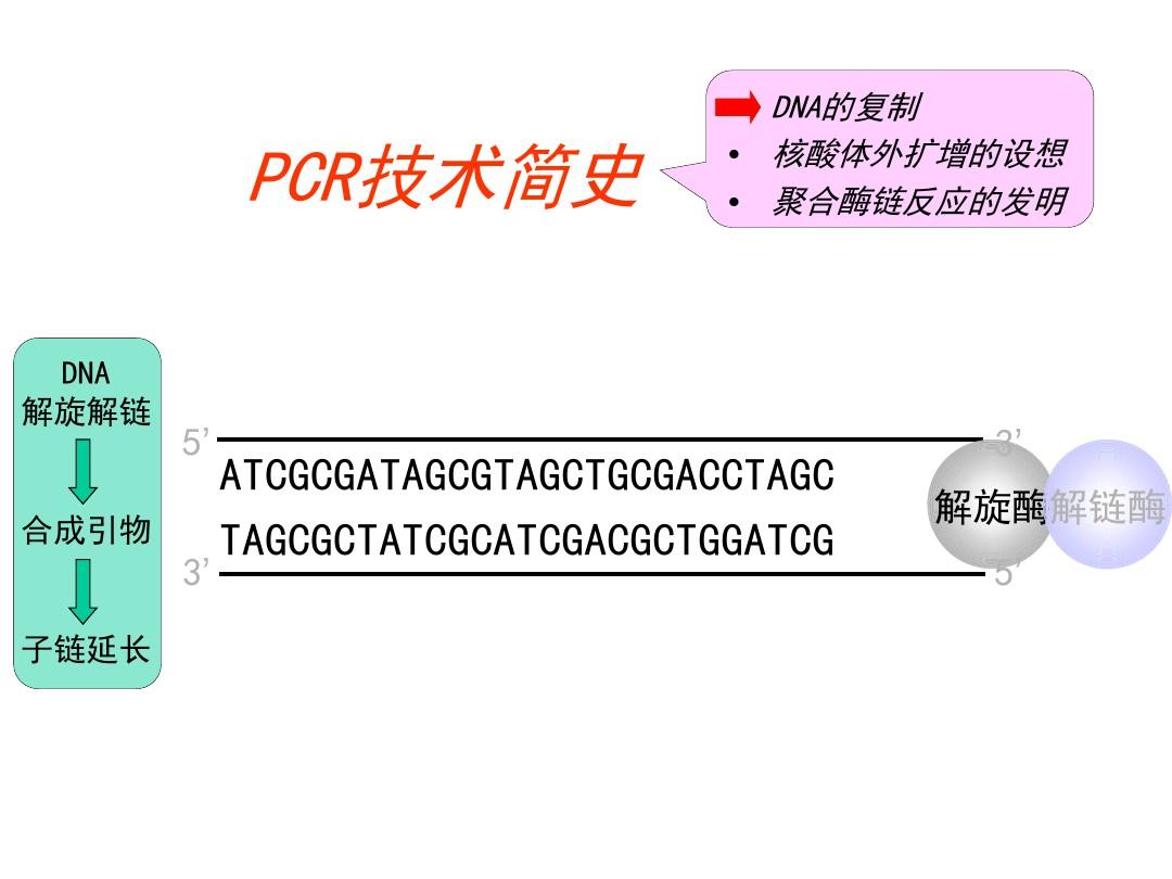 PCR技术及其应用概述