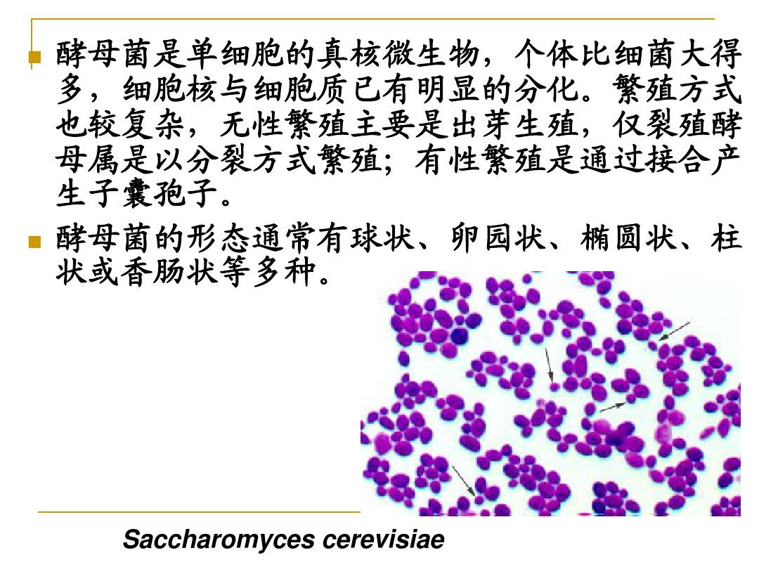 04 酵母菌的形态观察和显微直接计数法